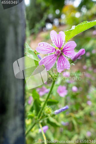 Image of green detail grass meadow with purple flower