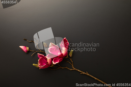Image of a magnolia flowers on a black background