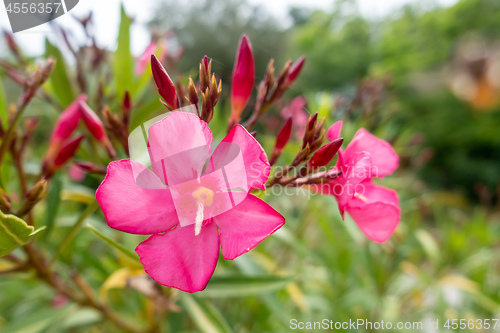 Image of red Oleander plant flower blossom