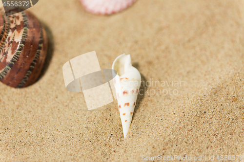 Image of seashells on beach sand