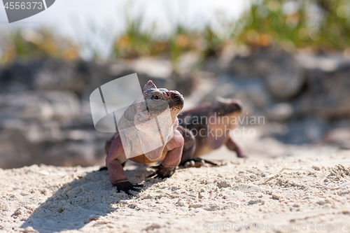 Image of two exuma island iguanas in the bahamas