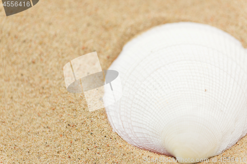 Image of seashells on beach sand