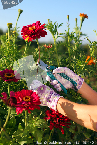 Image of hands of gardener cutting red flower