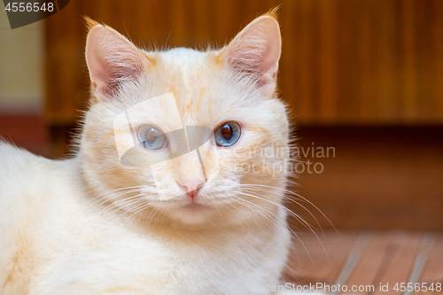 Image of Portrait of a blue-eyed cat with milk-colored wool and tassels on the ears