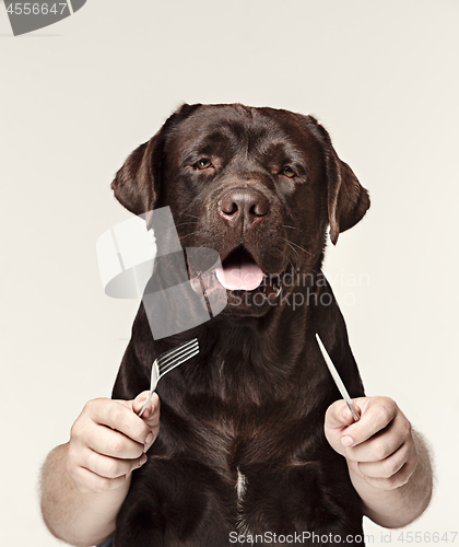 Image of The collage with chocolate labrador and male hands. dog holding fork and spoon for eating isolated on white background