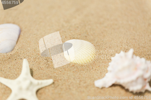 Image of seashells on beach sand