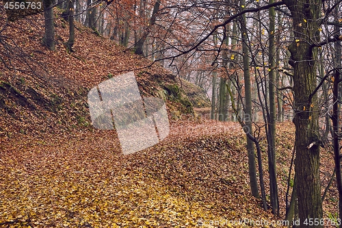 Image of Autumn forest path