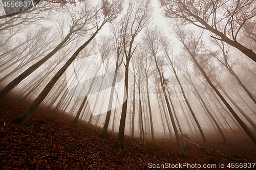 Image of Autumn Forest Fog