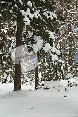 Image of Winter Snowy Landscape