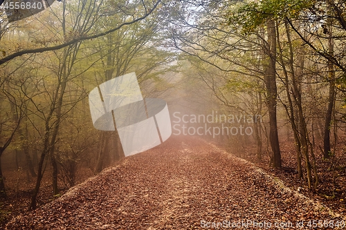 Image of Forest path in mist