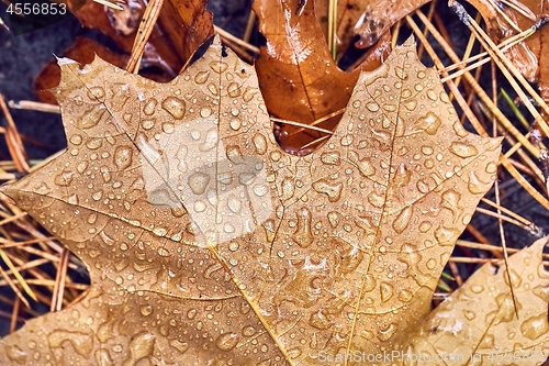 Image of Autumn leaf on ground with raindrops