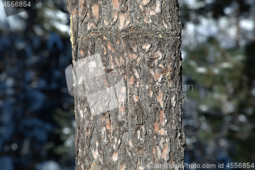 Image of Tree trunk in a forest