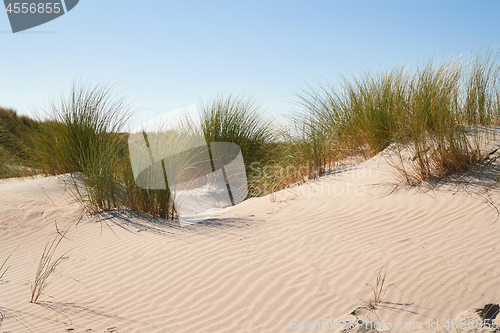 Image of Sand dunes with grass