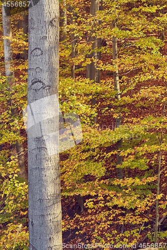 Image of Autumn forest colors detail