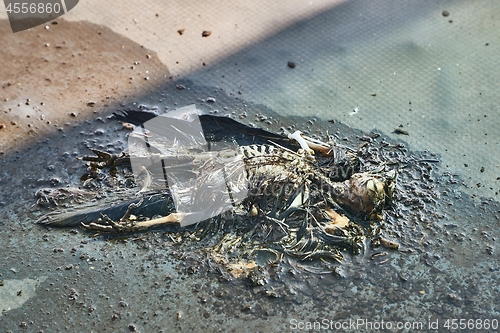 Image of Dead bird body decomposing