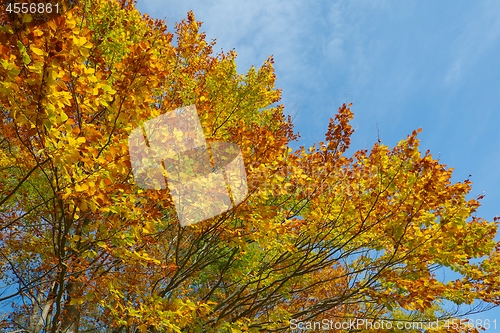 Image of Autumn tree leaves