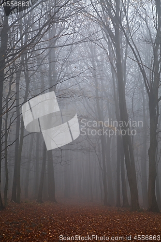 Image of Autumn forest mist