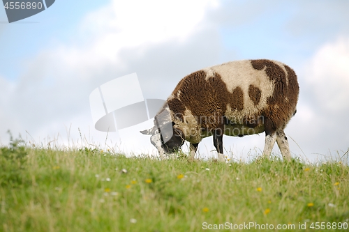 Image of Ram grazing on a meadow