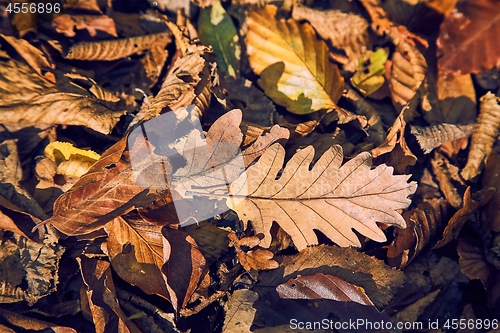 Image of Fallen autumn leaves