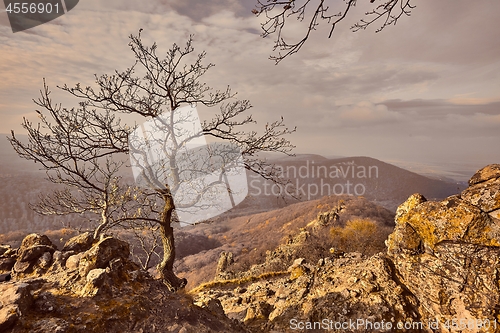 Image of Autumn forest path