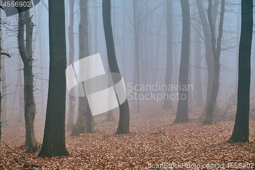 Image of Autumn forest mist