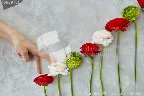 Image of beautiful different flowers on a gray background