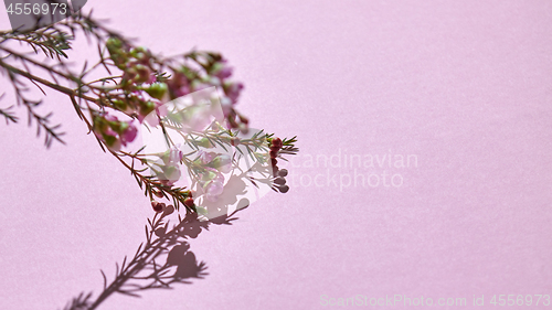 Image of Branch with pink spring flowers on a pink background