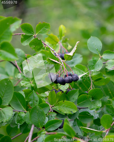 Image of Useful eco-friendly chokeberry berries on a green branch in a summer garden