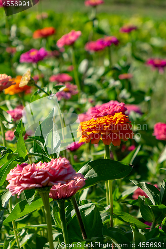Image of Blooming flower bed with flowers of zinia in a rural garden. Natural summer background