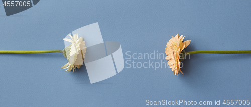 Image of Minimal flower composition of gerberas on a blue paper background.