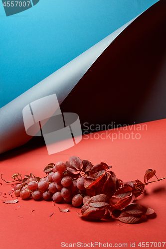 Image of ripe fresh grapes isolated