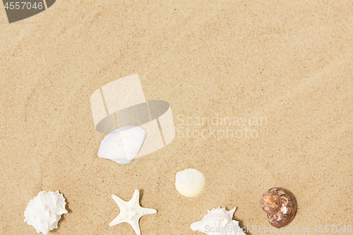 Image of seashells on beach sand