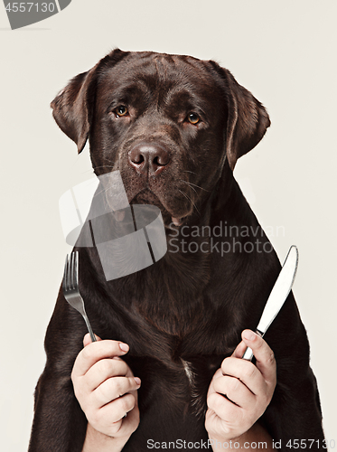 Image of The collage with chocolate labrador and male hands. dog holding fork and spoon for eating isolated on white background