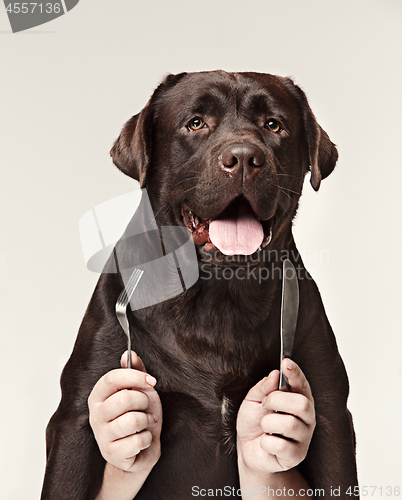 Image of The collage with chocolate labrador and male hands. dog holding fork and spoon for eating isolated on white background