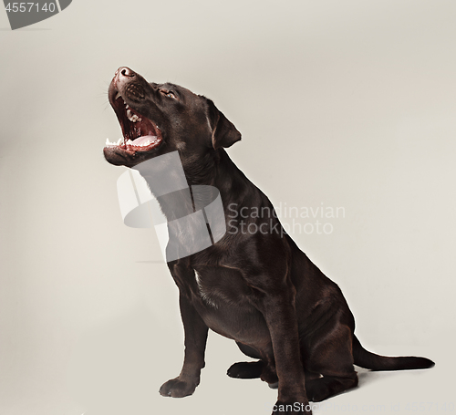 Image of Labrador retriever breed dog barks dangerously teeth and catches treats wide angle