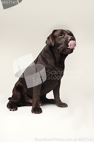 Image of Labrador Retriever dog breed dog brown Wide tongue out hunger