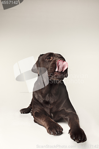 Image of Labrador Retriever dog breed dog brown Wide tongue out hunger