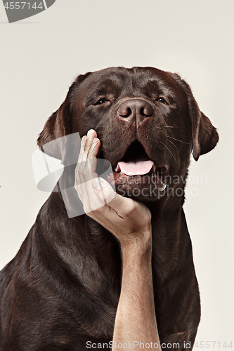 Image of Close-up dog face