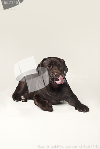 Image of Labrador Retriever dog breed dog brown Wide tongue out hunger