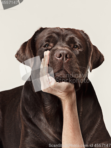 Image of Close-up crying dog face