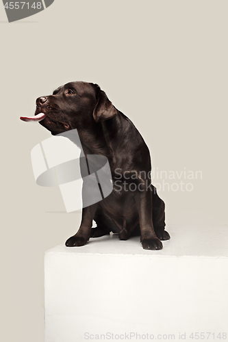 Image of Labrador Retriever dog breed dog brown Wide tongue out hunger