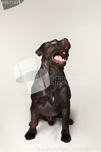 Image of Labrador retriever breed dog barks dangerously teeth and catches treats wide angle