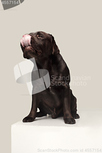 Image of Labrador Retriever dog breed dog brown Wide tongue out hunger