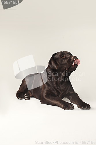 Image of Labrador Retriever dog breed dog brown Wide tongue out hunger