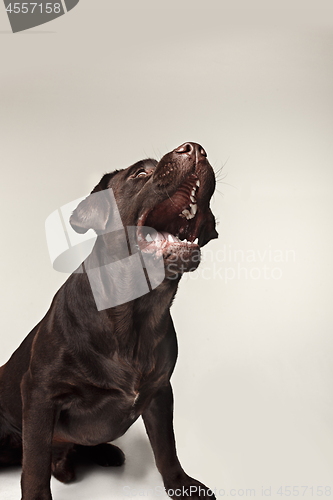 Image of Labrador retriever breed dog barks dangerously teeth and catches treats wide angle