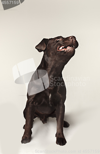 Image of Labrador retriever breed dog barks dangerously teeth and catches treats wide angle