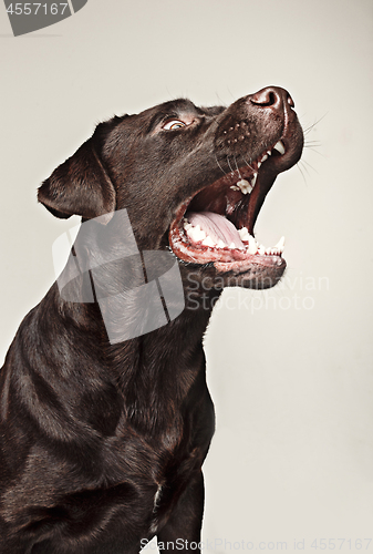 Image of Labrador retriever breed dog barks dangerously teeth and catches treats wide angle