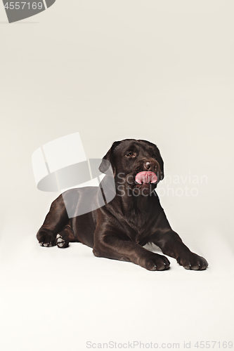 Image of Labrador Retriever dog breed dog brown Wide tongue out hunger