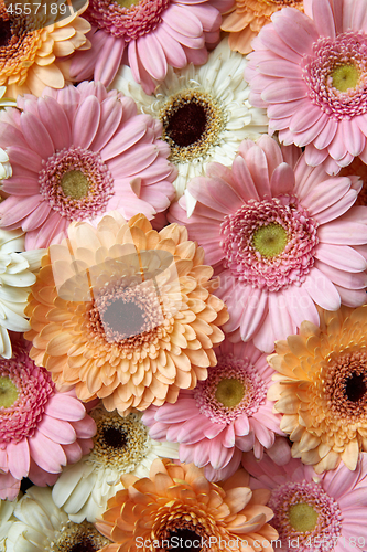 Image of White, pink, orange gerbera, floral background. Flower concept