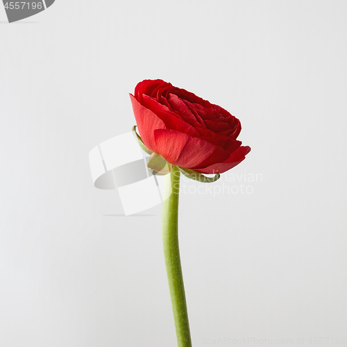 Image of red ranunculus flower on a gray background